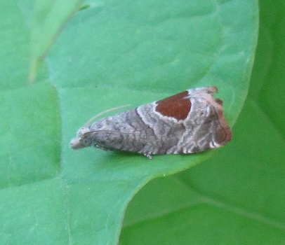Notocelia uddmanniana (Tortricidae)